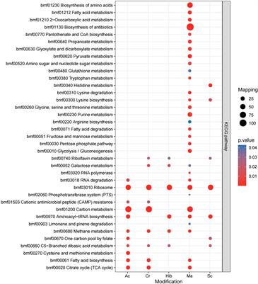 Lysine Acylation Modification Landscape of Brucella abortus Proteome and its Virulent Proteins